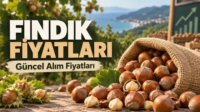 Fındık Fiyatları 30 Ekim: İl İl Kilogram Fiyatları Ve TMO’da Randıman Hesabı